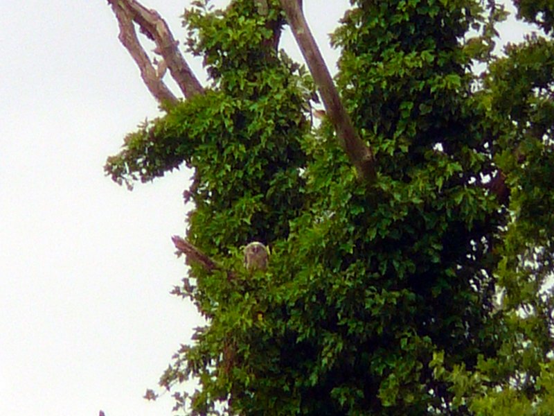 2012-06-03-Ornithologie à St Hubert